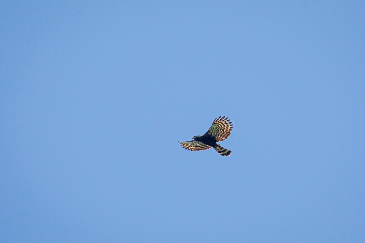 Black Hawk-Eagle - ML642741700