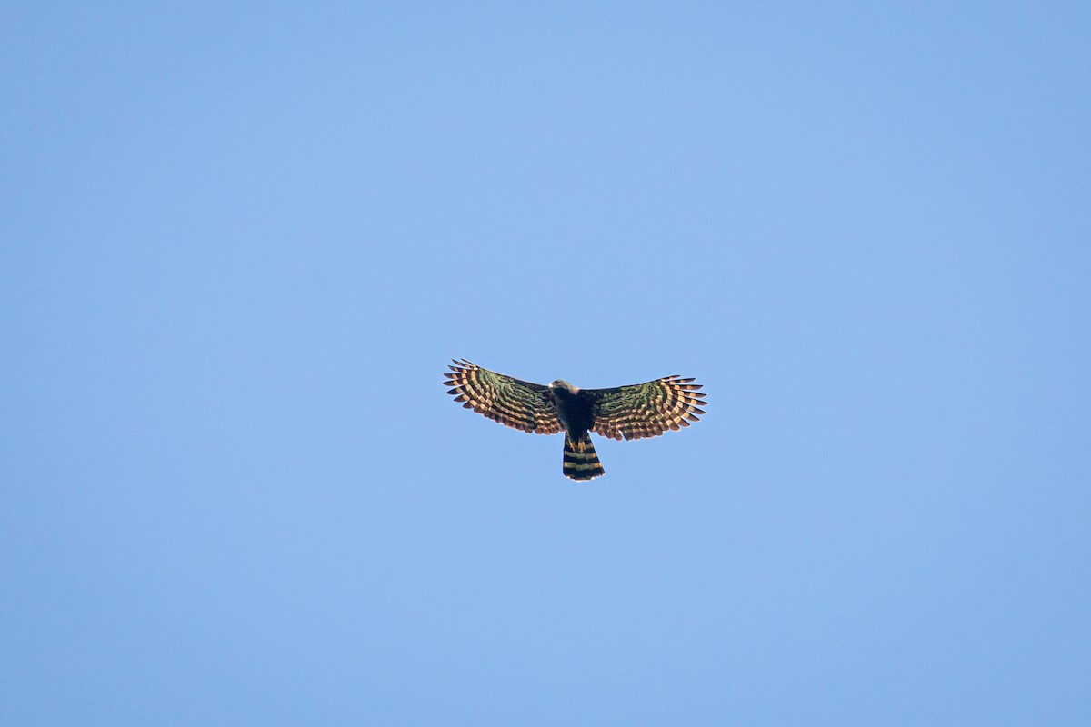 Black Hawk-Eagle - ML642741701