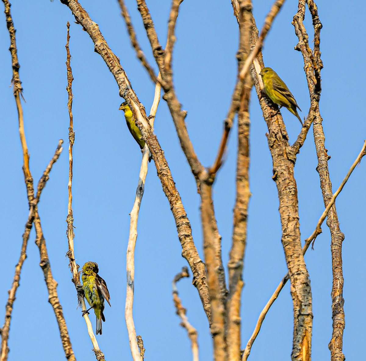 Lesser Goldfinch - ML642741716
