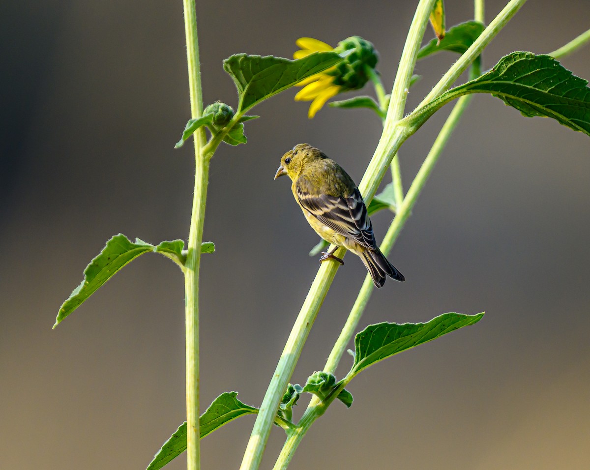 Lesser Goldfinch - ML642741717