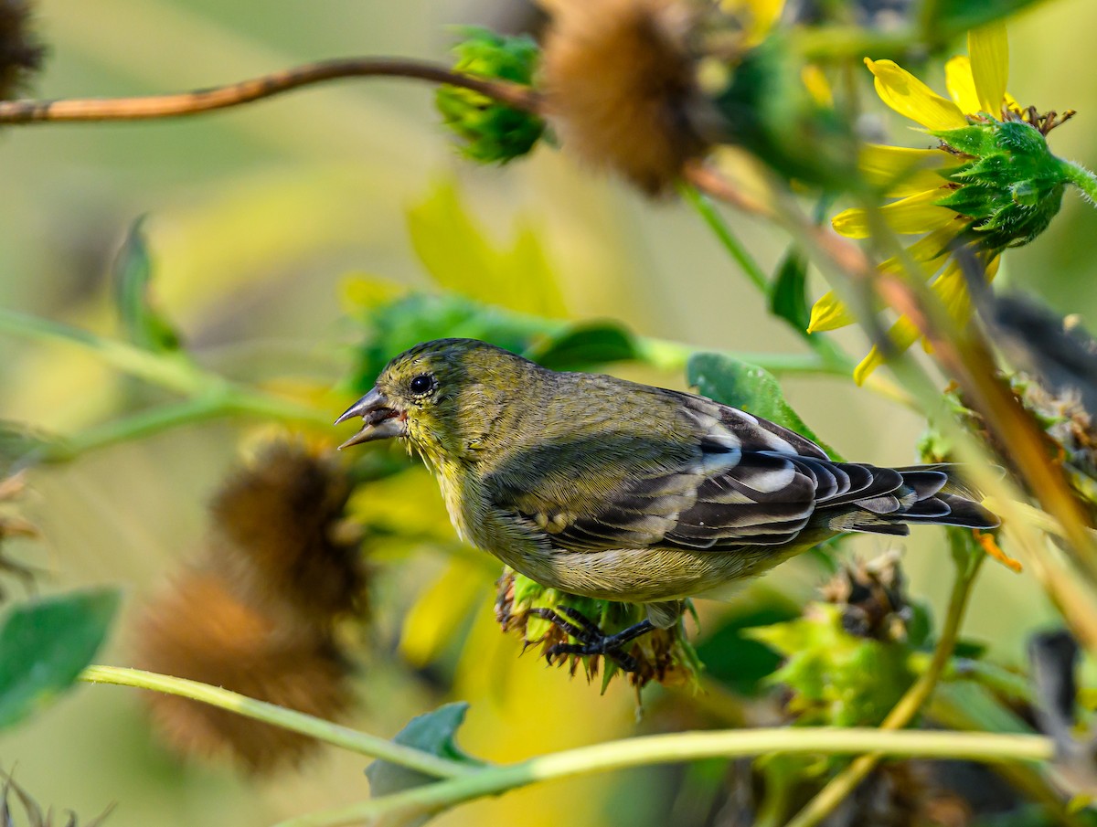 Lesser Goldfinch - ML642741718
