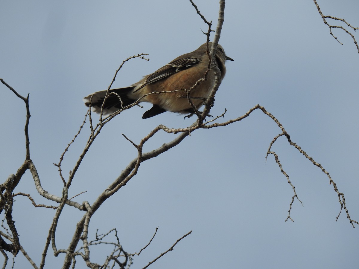 Patagonian Mockingbird - ML642741727