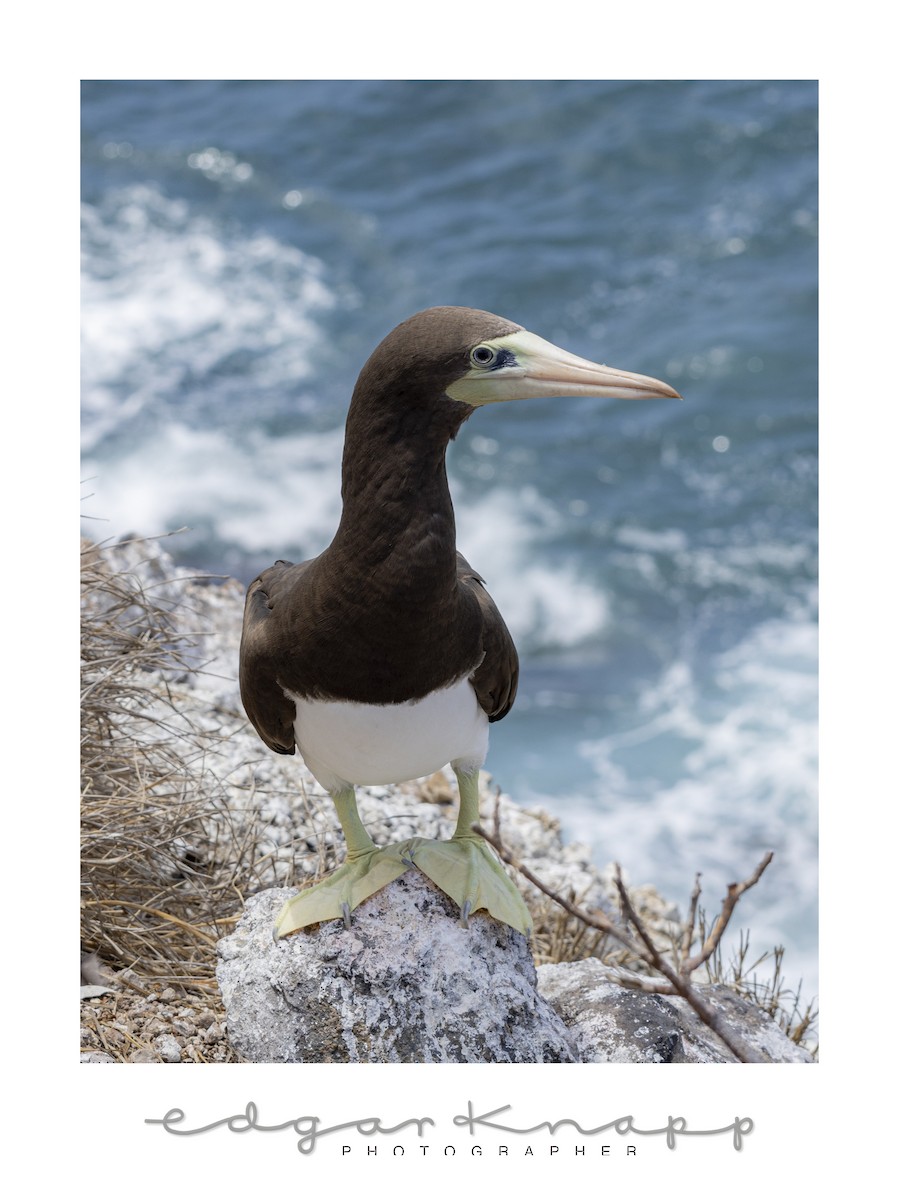 Blue-footed Booby - ML642741728