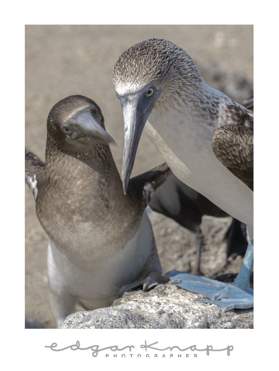 Blue-footed Booby - ML642741729