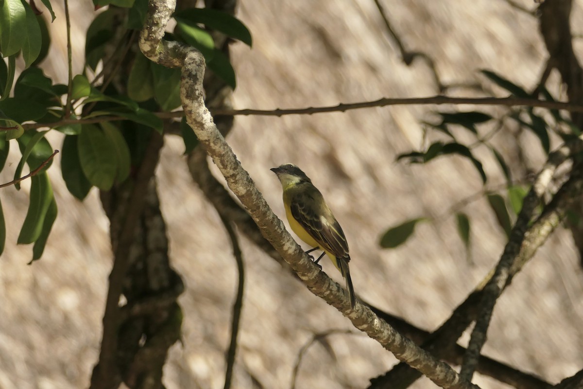 Rusty-margined/Social Flycatcher - ML642741751