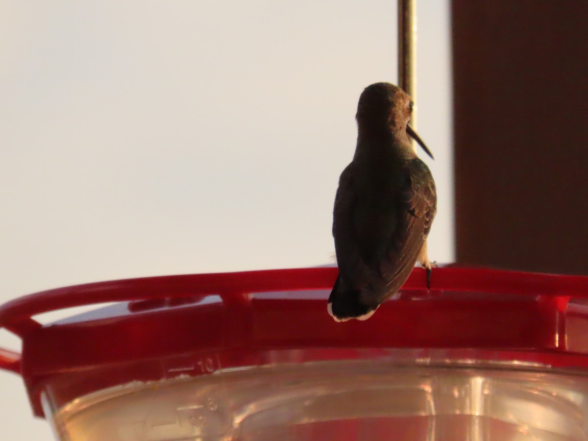 Calliope Hummingbird - ML642741774