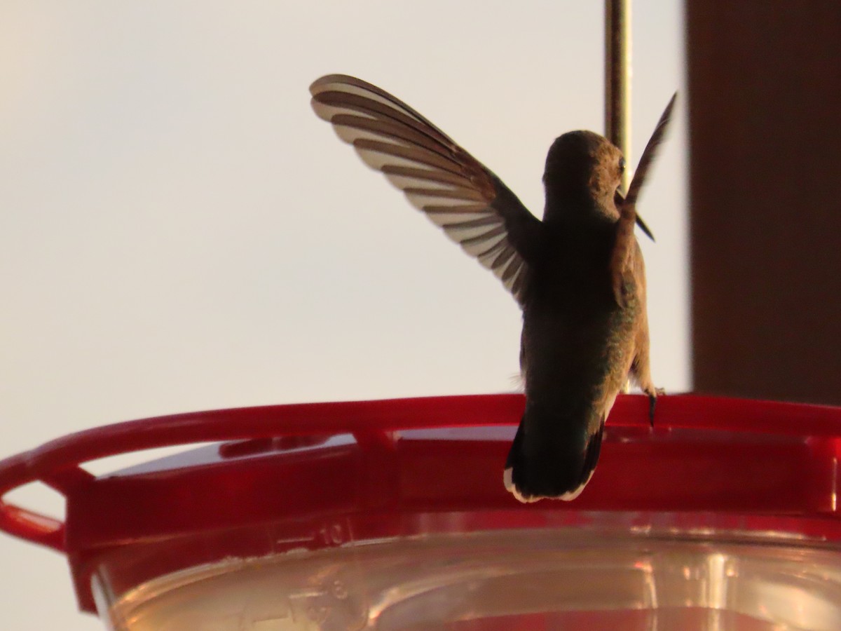 Calliope Hummingbird - ML642741775
