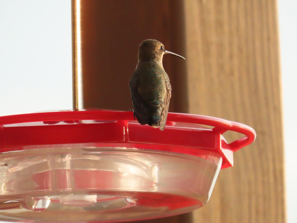 Calliope Hummingbird - ML642741776