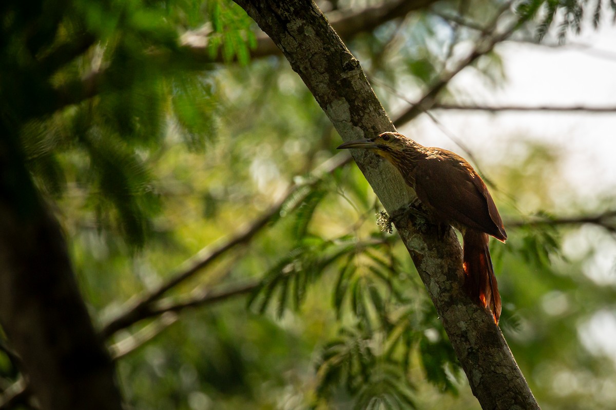 Strong-billed Woodcreeper - ML642741801