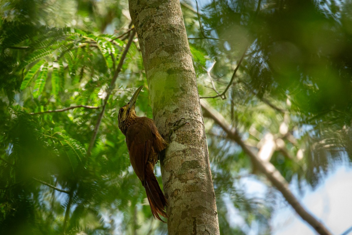 Strong-billed Woodcreeper - ML642741802