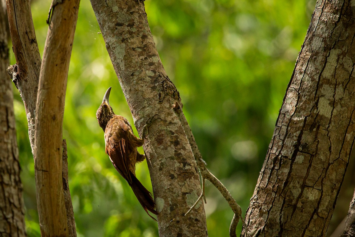Strong-billed Woodcreeper - ML642741803