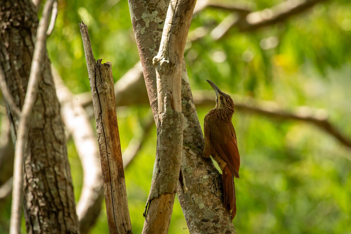 Strong-billed Woodcreeper - ML642741804
