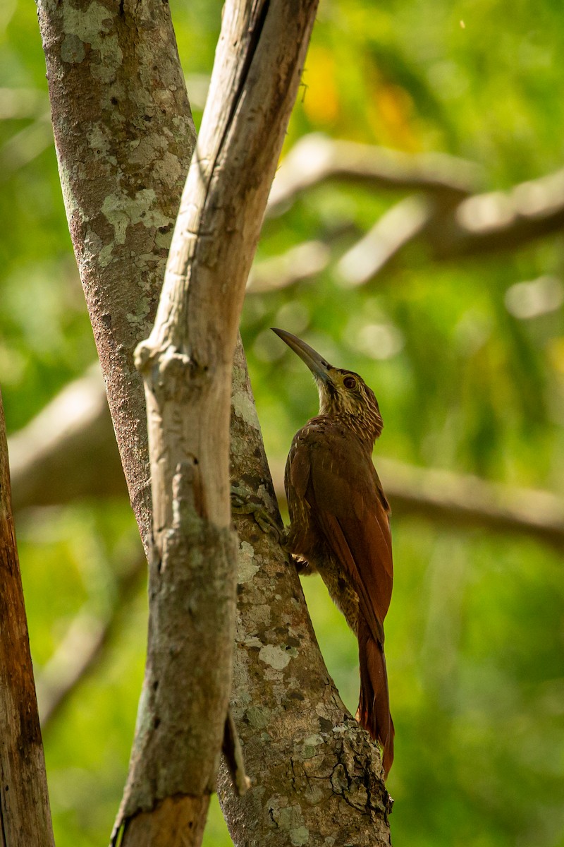 Strong-billed Woodcreeper - ML642741805