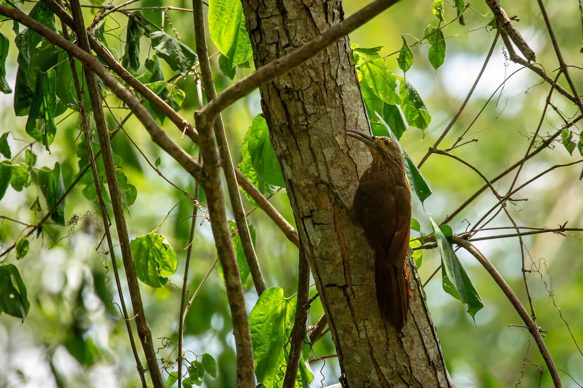 Strong-billed Woodcreeper - ML642741806