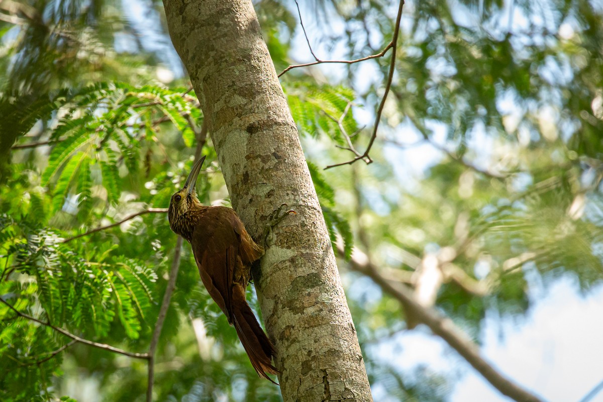 Strong-billed Woodcreeper - ML642741807