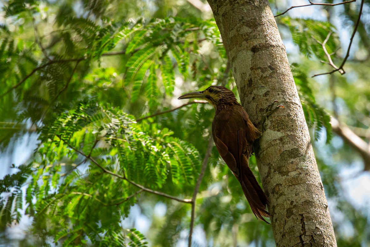 Strong-billed Woodcreeper - ML642741808