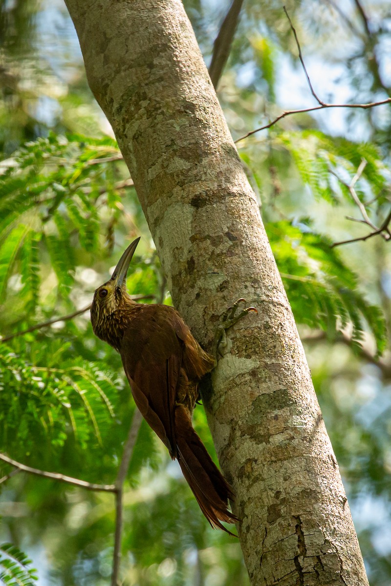 Strong-billed Woodcreeper - ML642741809