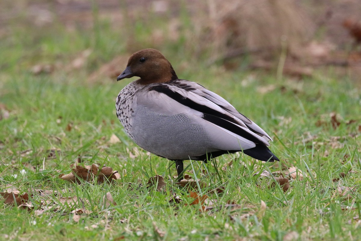 Maned Duck - ML642741813