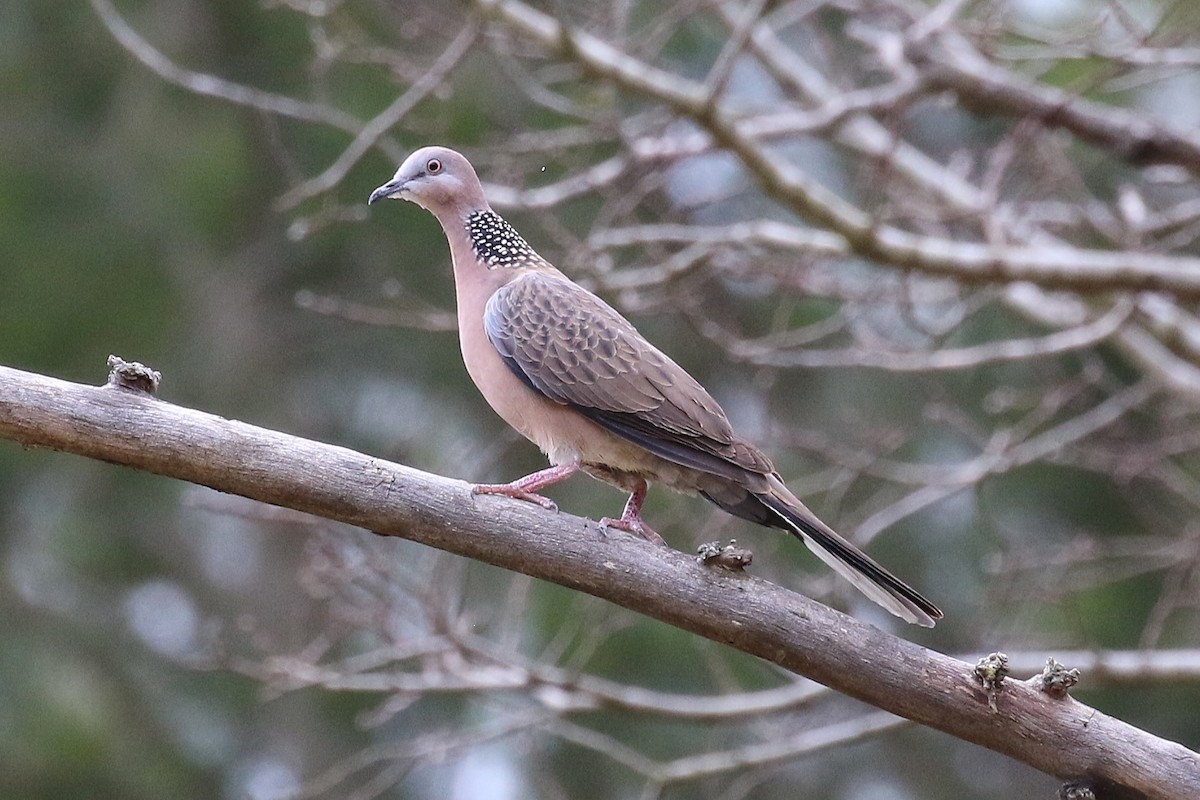 Spotted Dove - ML642741819