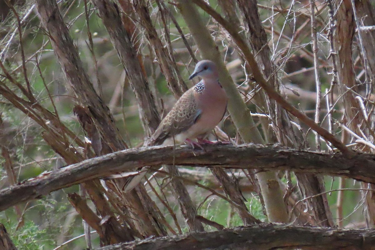 Spotted Dove - ML642741820