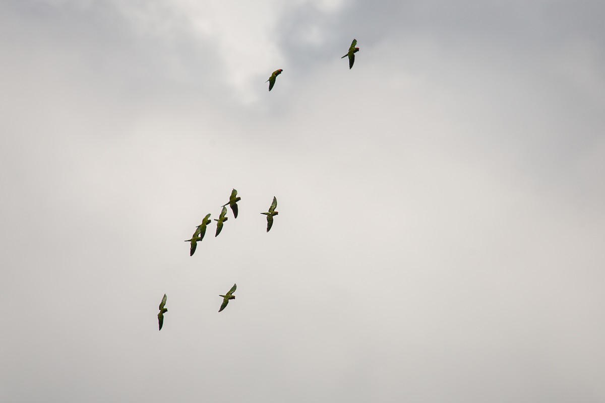 Scarlet-fronted Parakeet - ML642741821