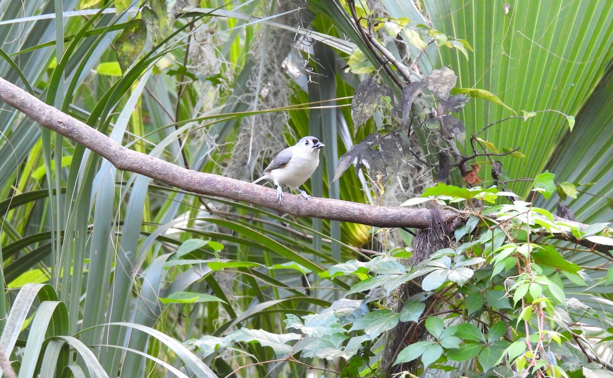 Tufted Titmouse - ML642741836