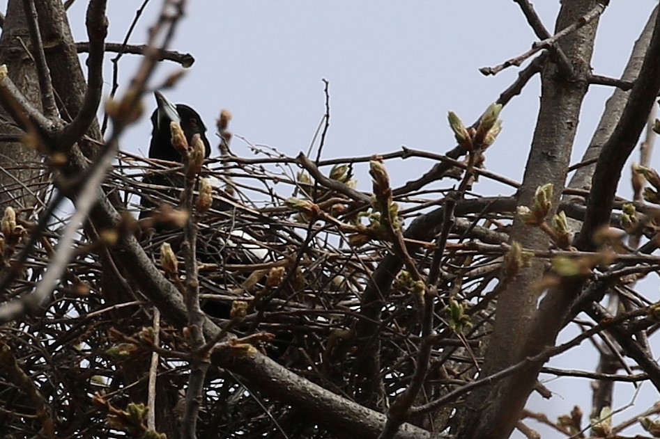 Australian Magpie - ML642741837