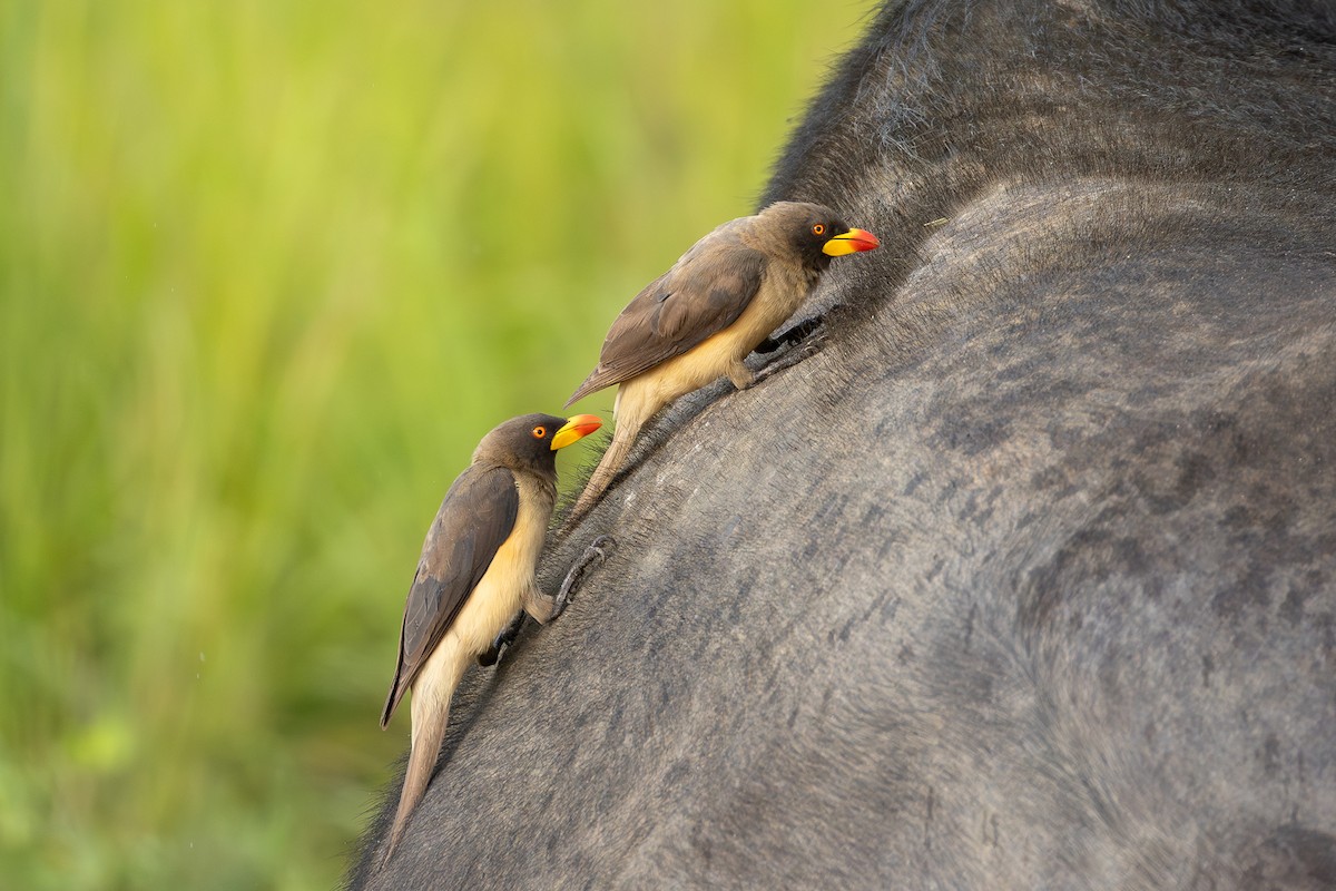 Yellow-billed Oxpecker - ML642741846