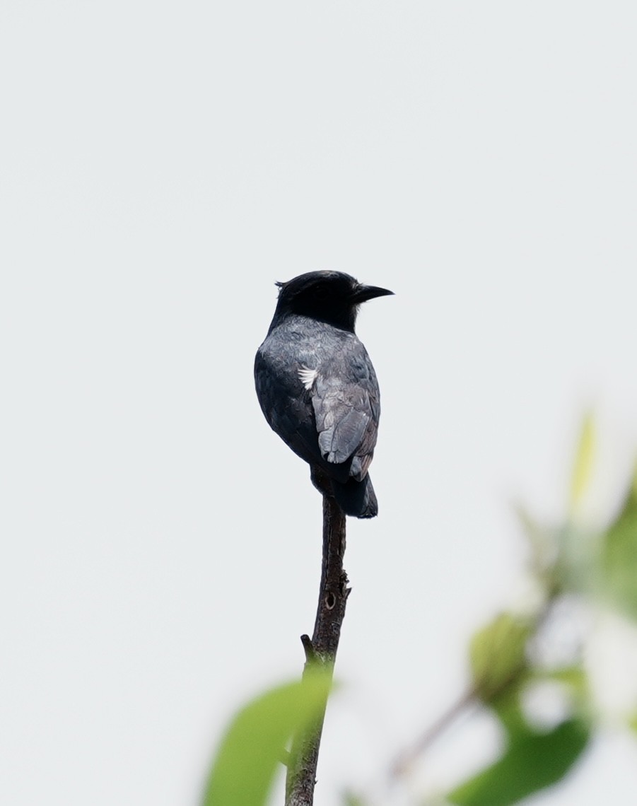 Swallow-winged Puffbird - ML642741883