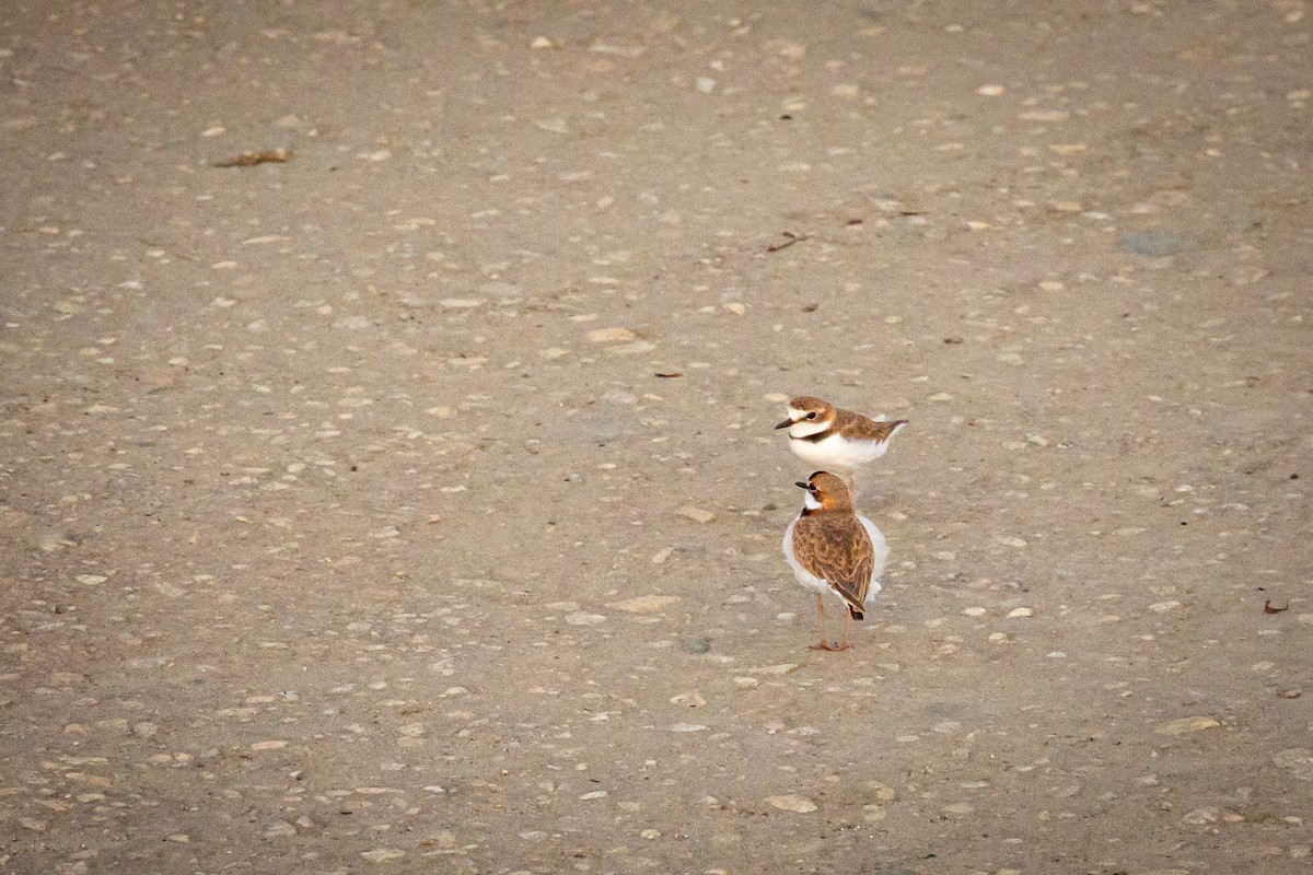 Collared Plover - ML642741892