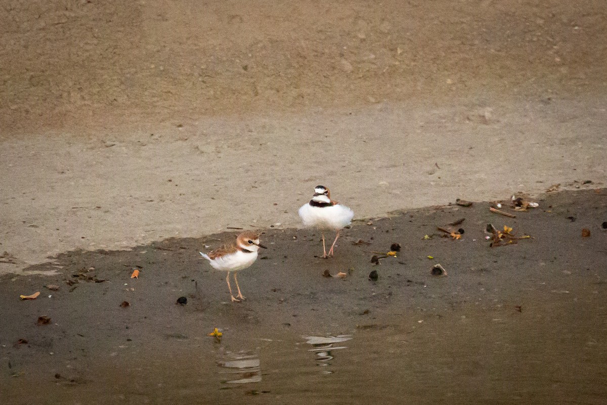 Collared Plover - ML642741893