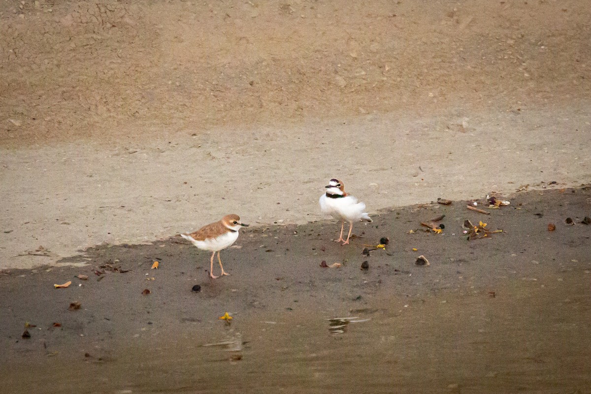 Collared Plover - ML642741894