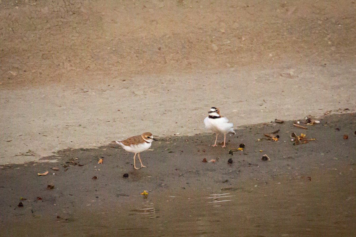 Collared Plover - ML642741895