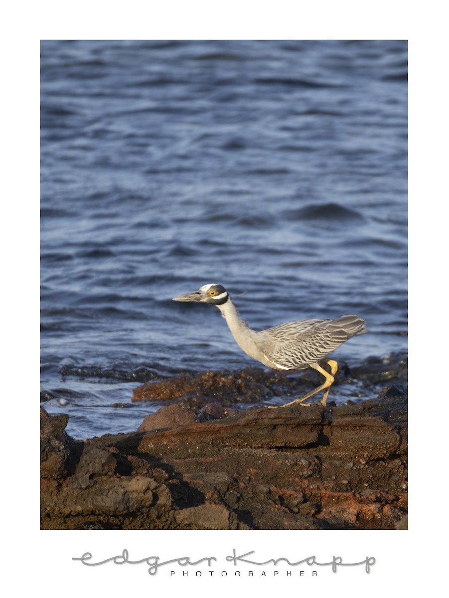Yellow-crowned Night Heron - ML642741906
