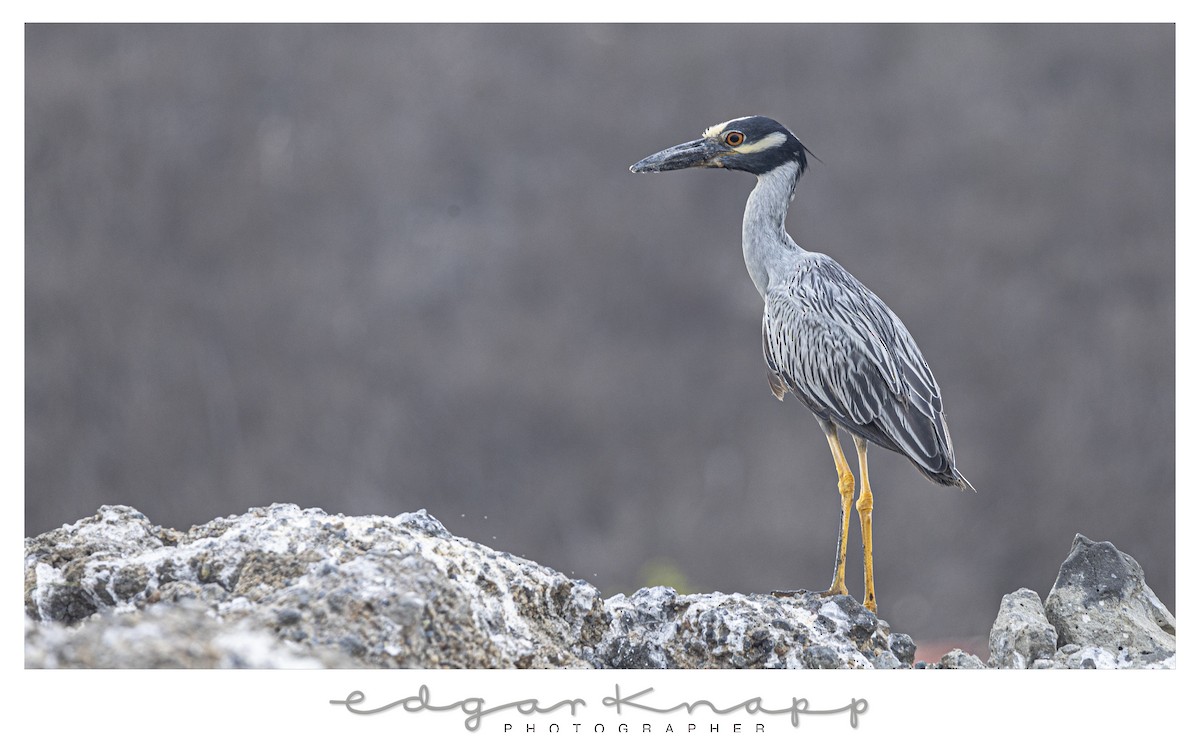 Yellow-crowned Night Heron - ML642741910