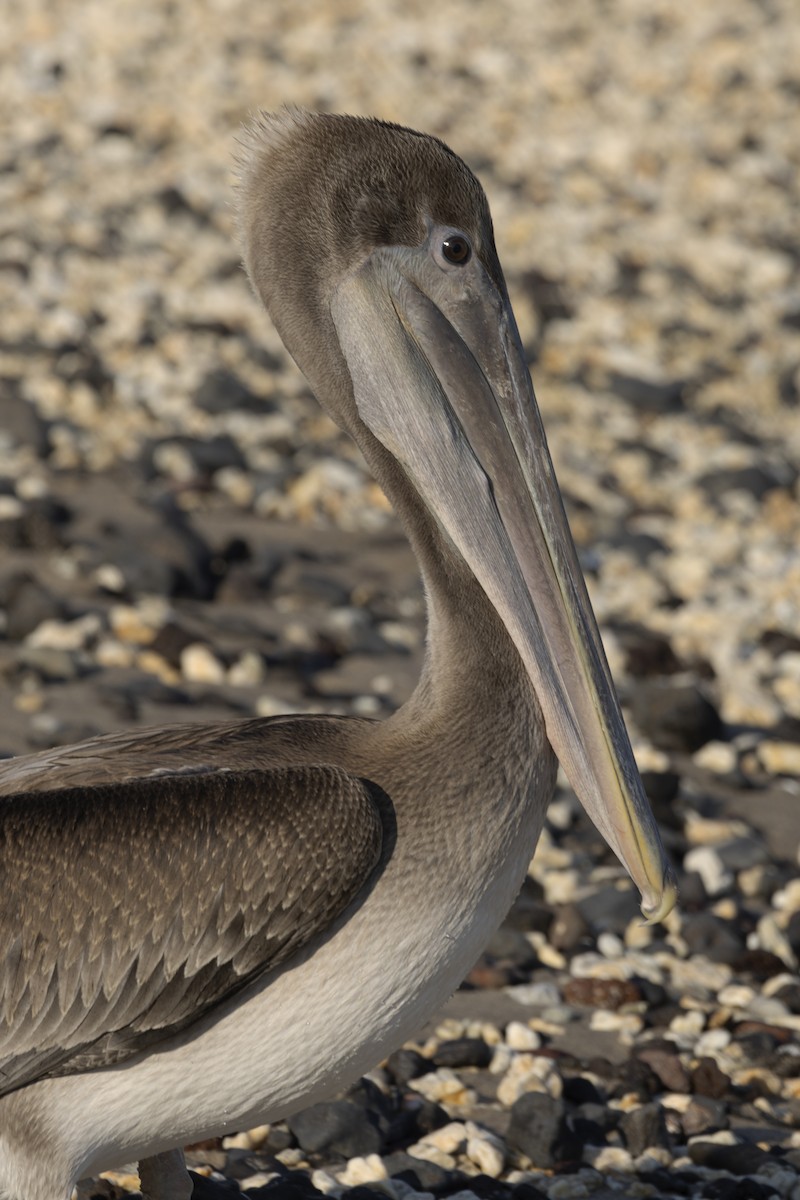 Brown Pelican - ML642741933