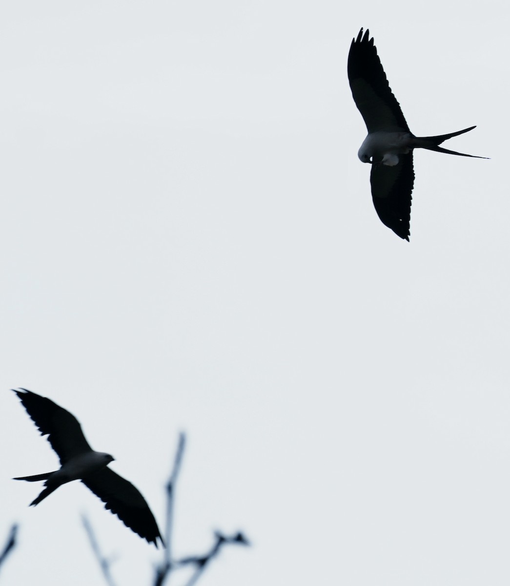 Swallow-tailed Kite - ML642741942