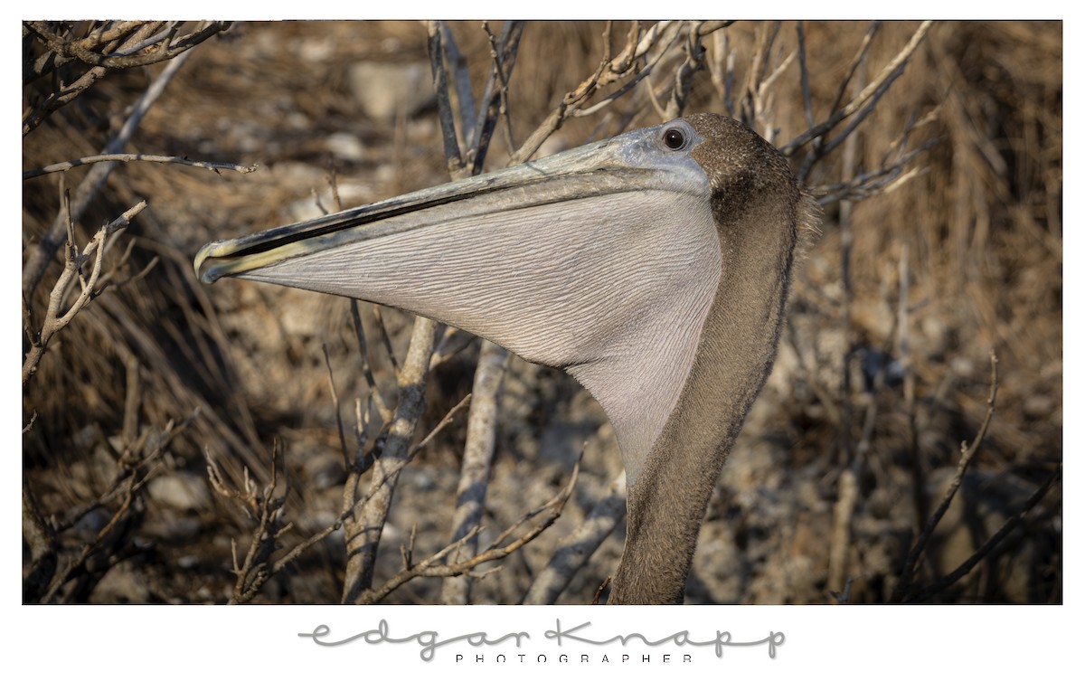 Brown Pelican - ML642741960