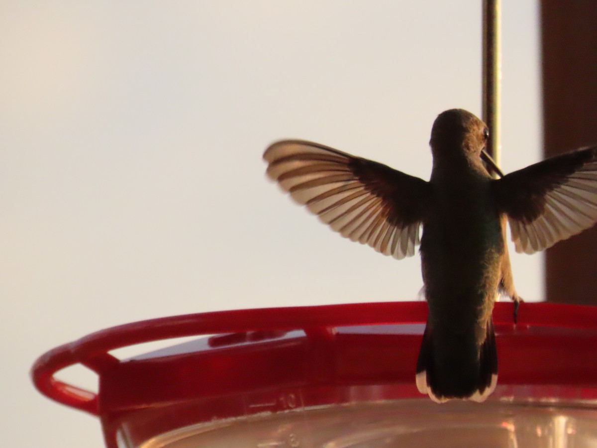Calliope Hummingbird - ML642741971