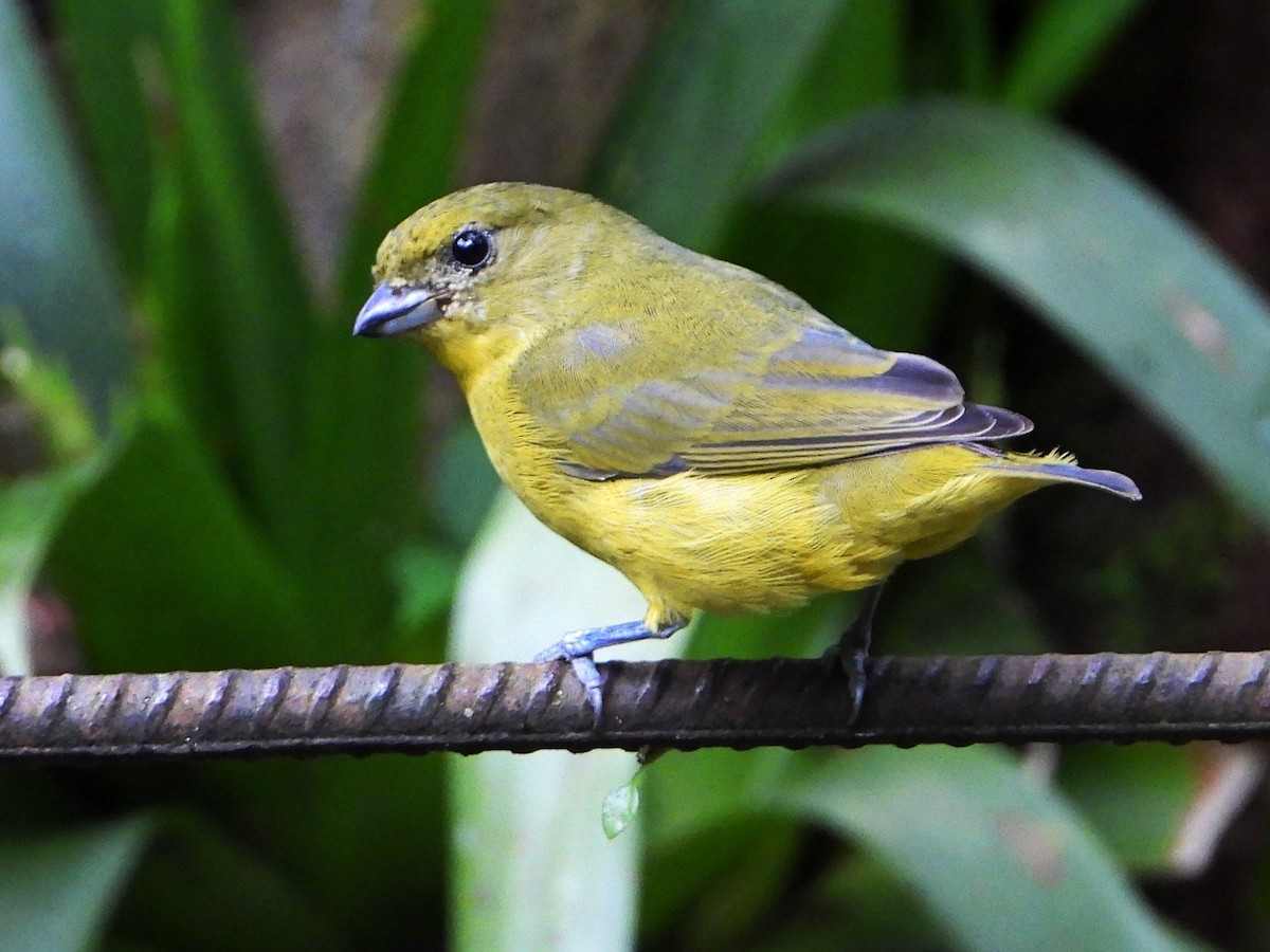 Thick-billed Euphonia - ML642741977