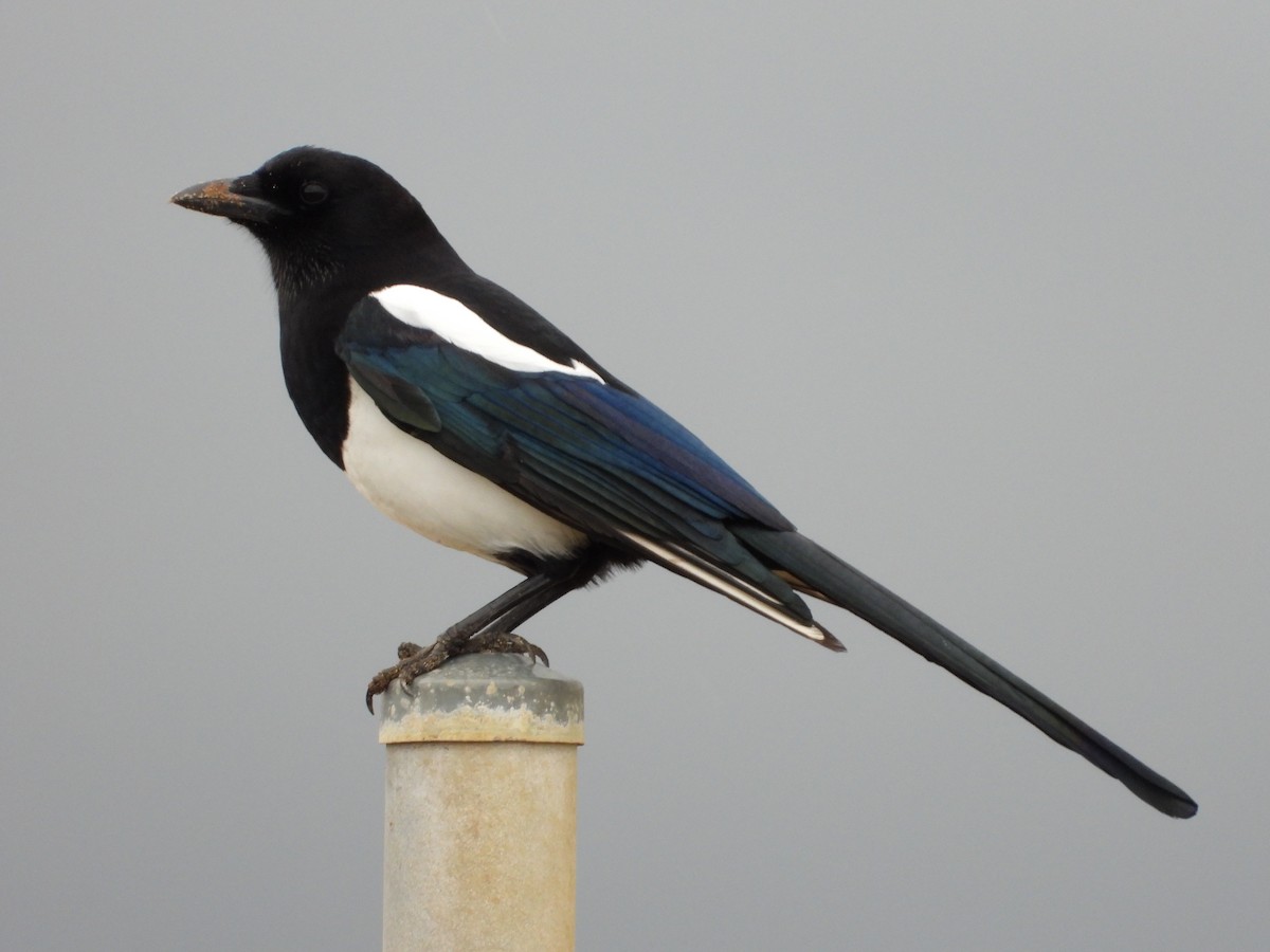 Oriental Magpie - ML642741999