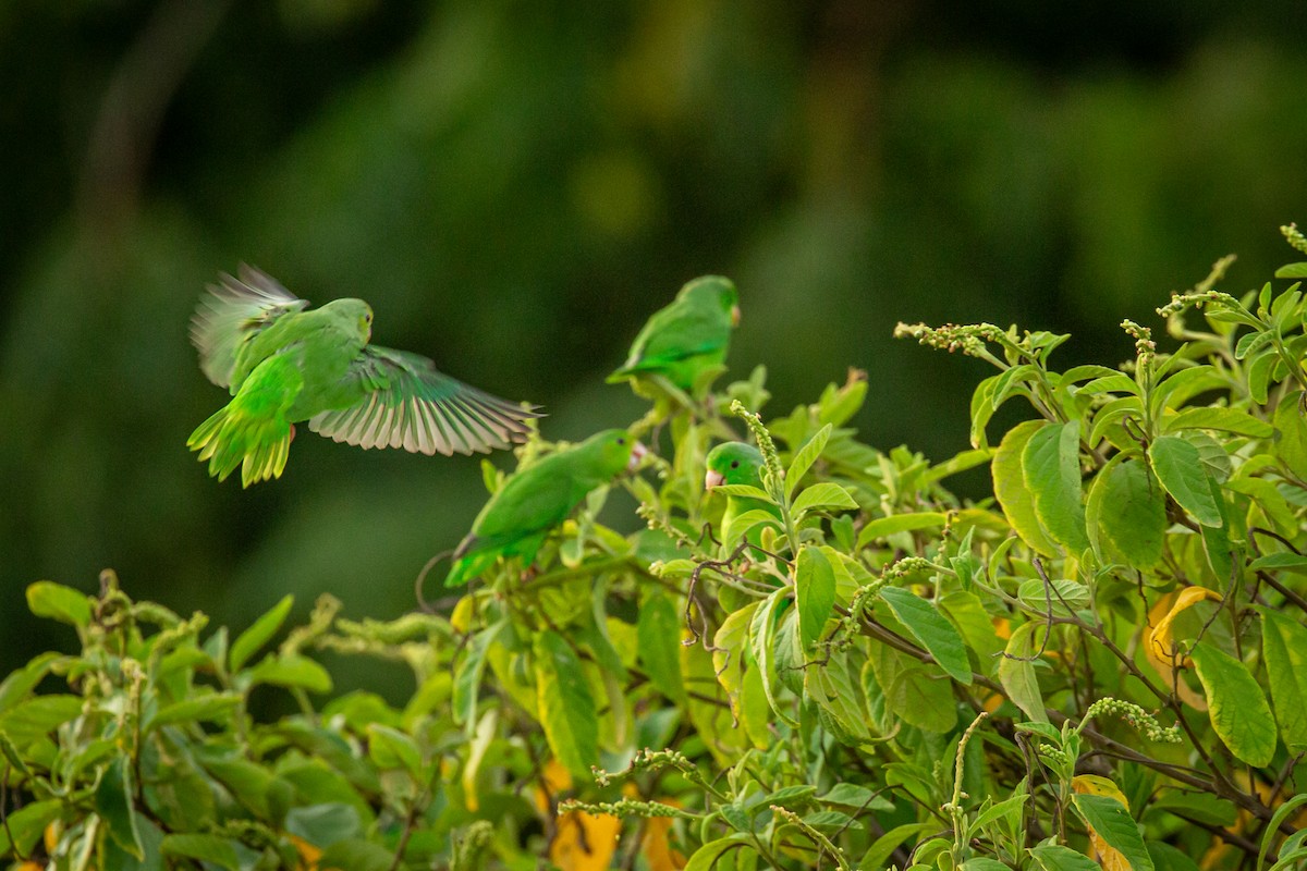 Green-rumped Parrotlet - ML642742023