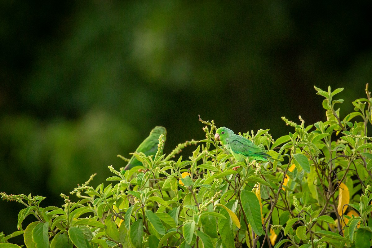 Green-rumped Parrotlet - ML642742024