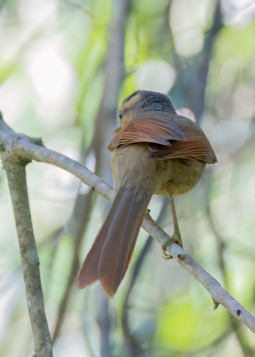 Buff-fronted Foliage-gleaner - ML642742025