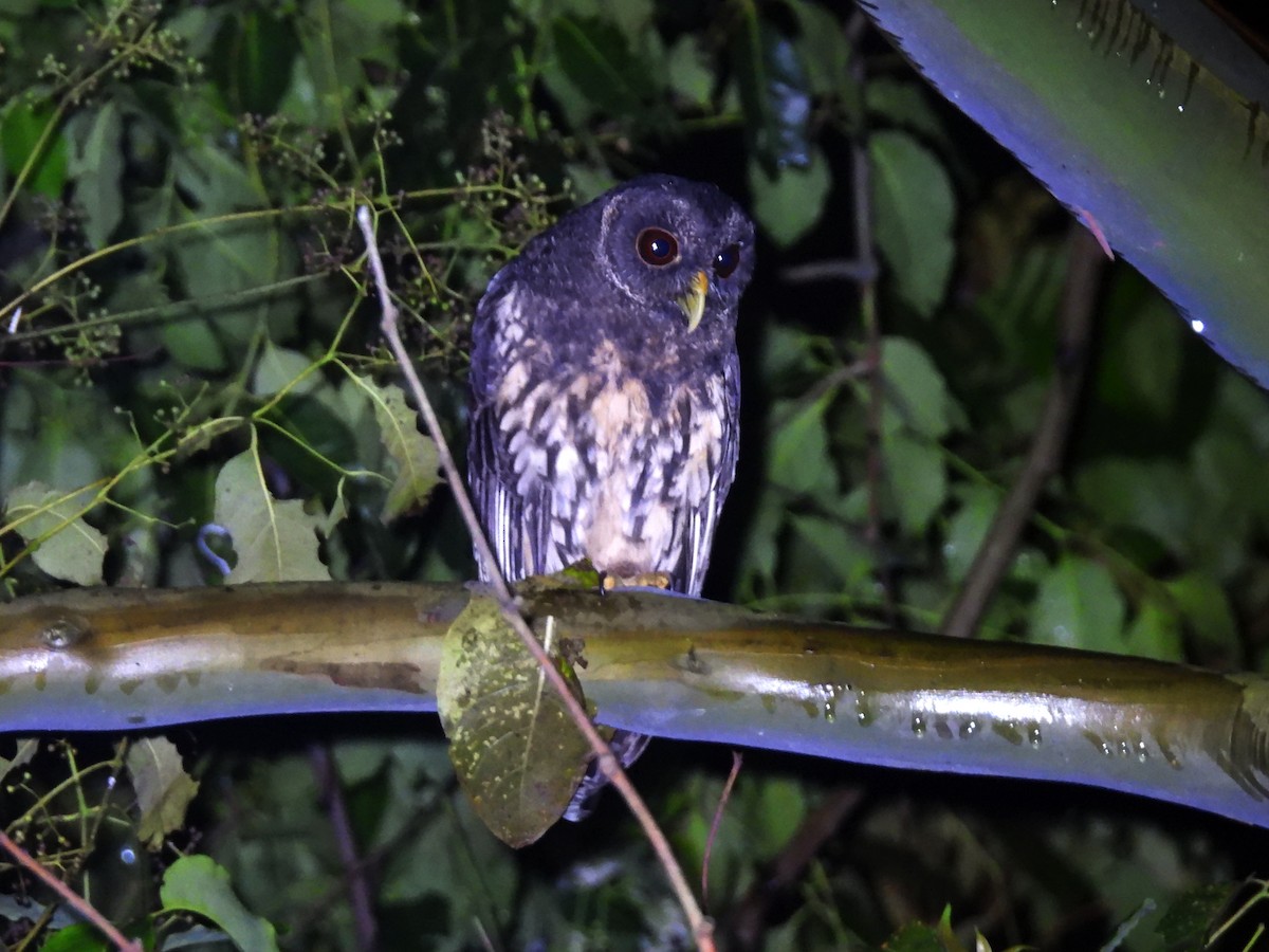 Mottled Owl - ML642742047