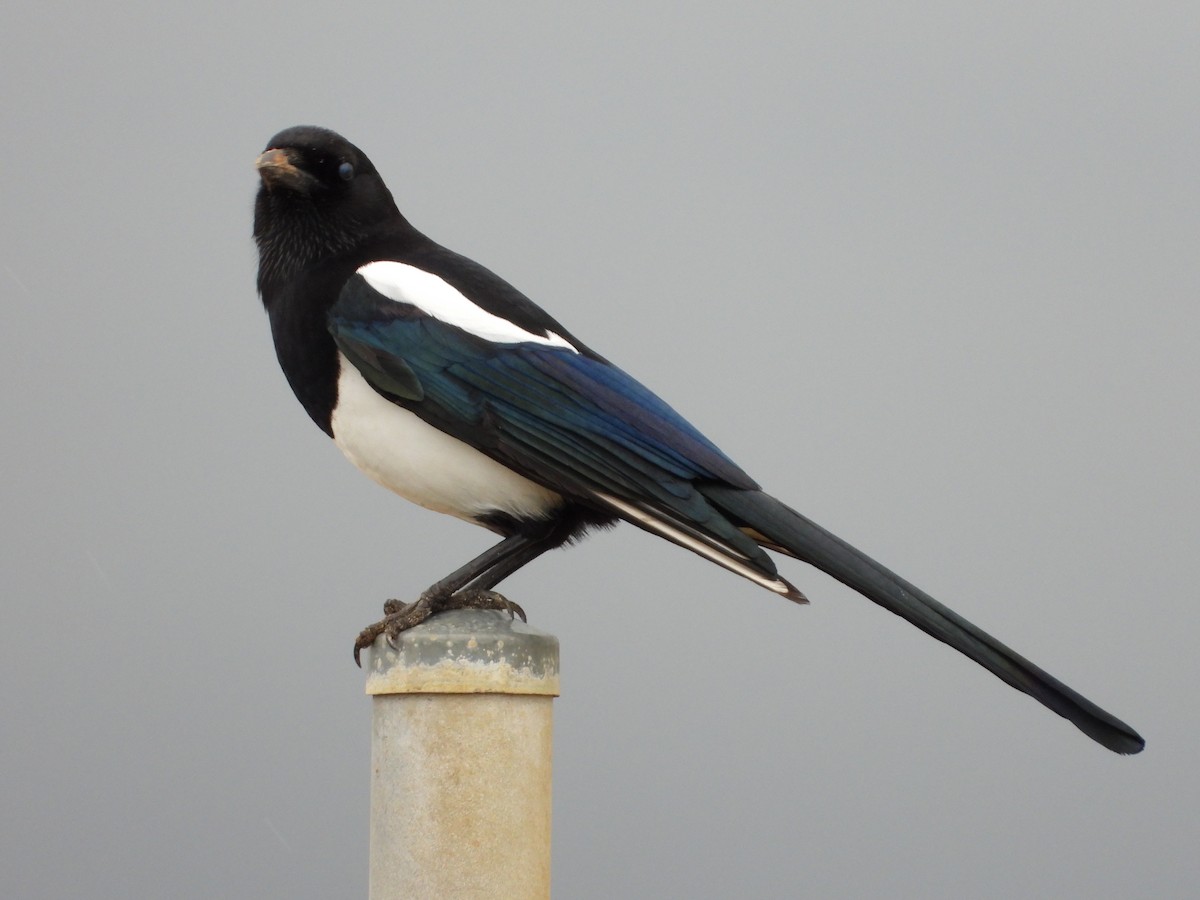 Oriental Magpie - ML642742068