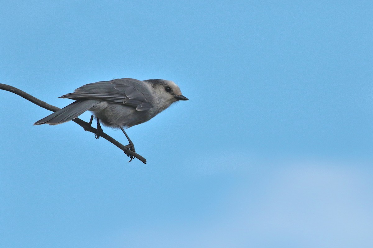 Canada Jay - ML642742069