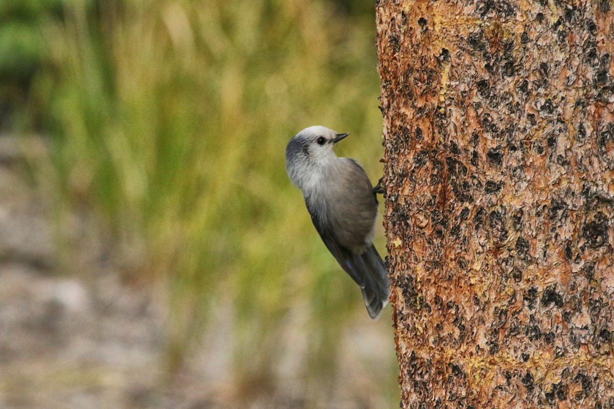 Canada Jay - ML642742071