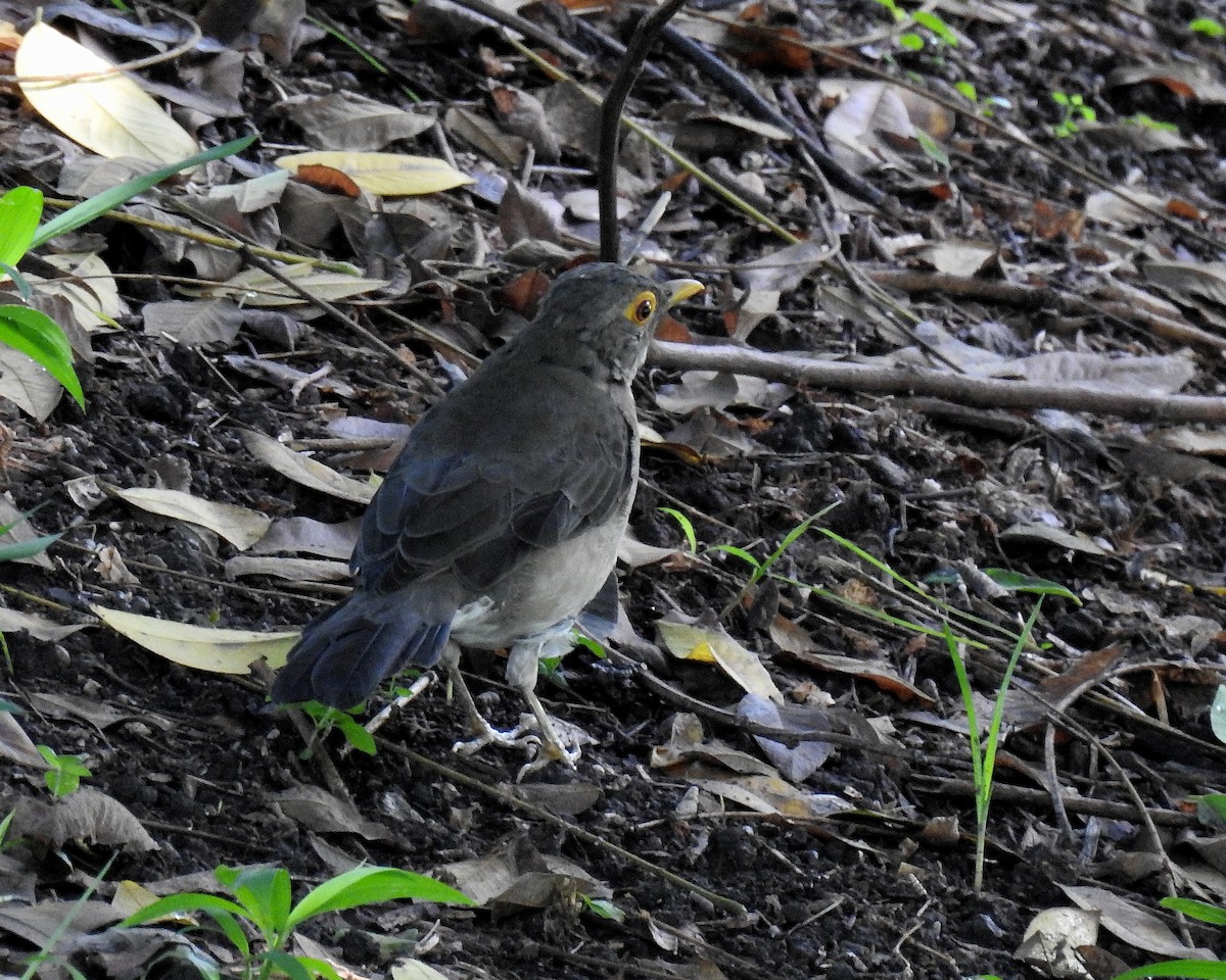 Spectacled Thrush - ML642742076