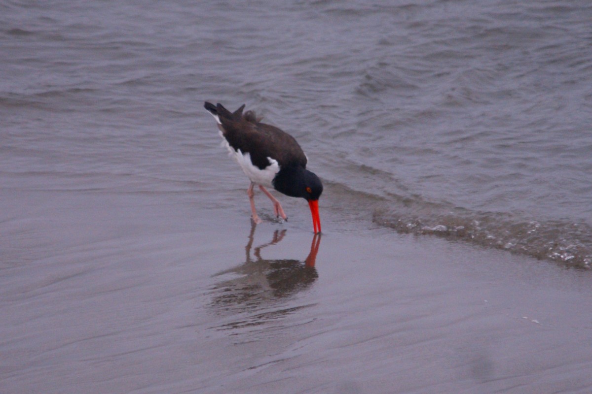 American Oystercatcher - ML642742077